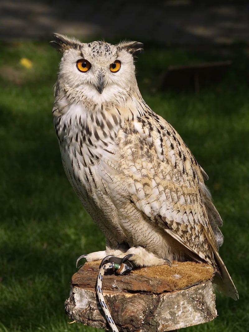 Owl in nature