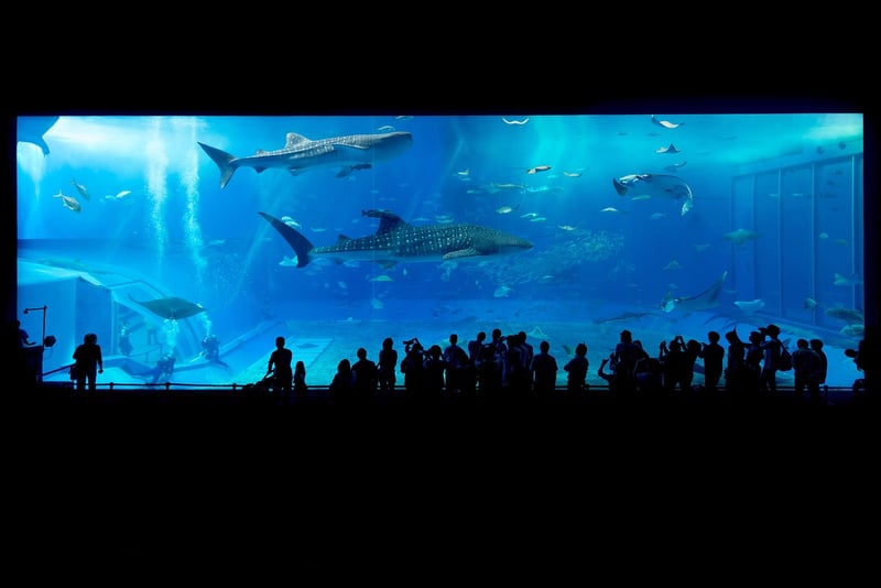 Whale Shark